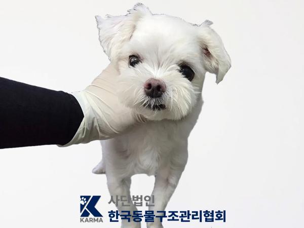 종료(반환) 말티즈…